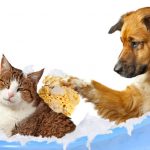 cat-grooming