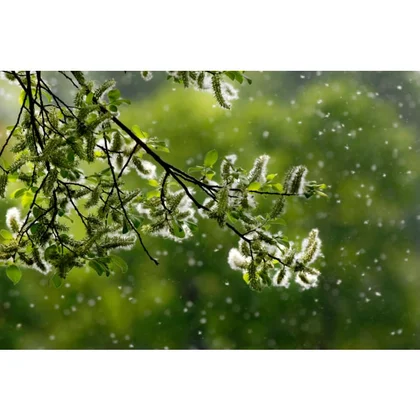 Filtry oczyszczaczy powietrza Filtr węglowy BREATHE360 Pollen Protect do oczyszczacza powietrza Electrolux / AEG Pure A9 EFDBTH6 9009229775